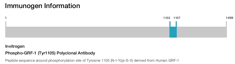 Phospho-GRF-1 (Tyr1105) Polyclonal Antibody