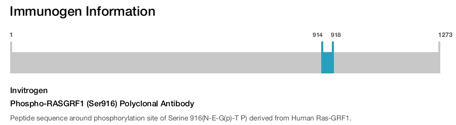 Phospho-RASGRF1 (Ser916) Polyclonal Antibody