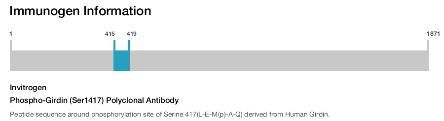 Phospho-Girdin (Ser1417) Polyclonal Antibody
