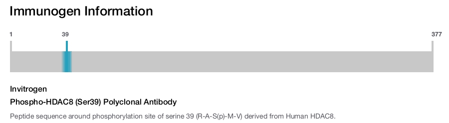 Phospho-HDAC8 (Ser39) Polyclonal Antibody