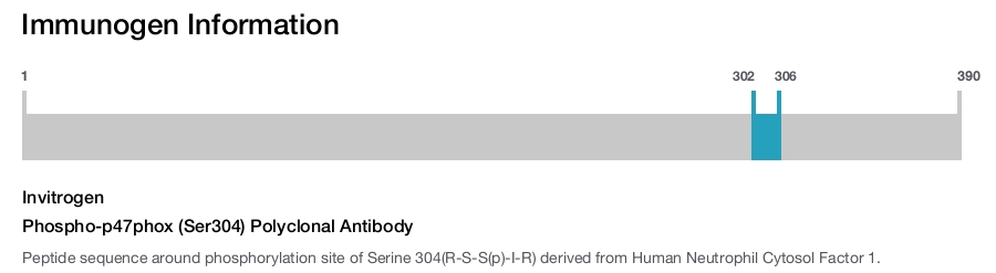 Phospho-p47phox (Ser304) Polyclonal Antibody