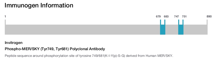 Phospho-MER/SKY (Tyr749, Tyr681) Polyclonal Antibody