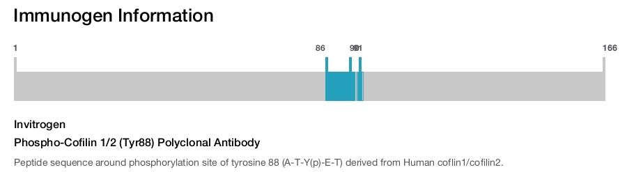 Phospho-Cofilin 1/2 (Tyr88) Polyclonal Antibody