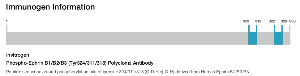 Phospho-Ephrin B1/B2/B3 (Tyr324/311/318) Polyclonal Antibody