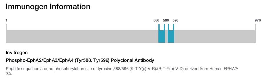 Phospho-EphA2/EphA3/EphA4 (Tyr588, Tyr596) Polyclonal Antibody