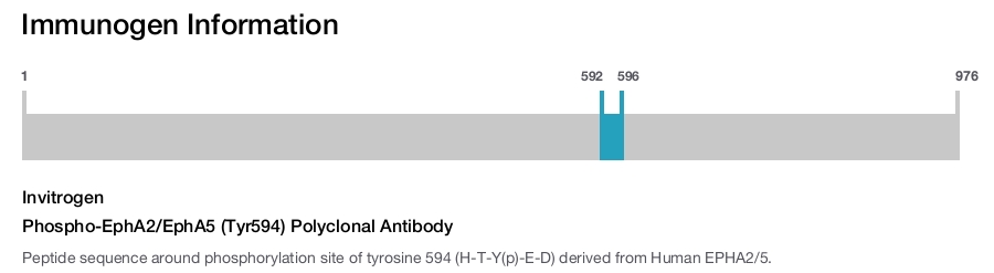 Phospho-EphA2/EphA5 (Tyr594) Polyclonal Antibody