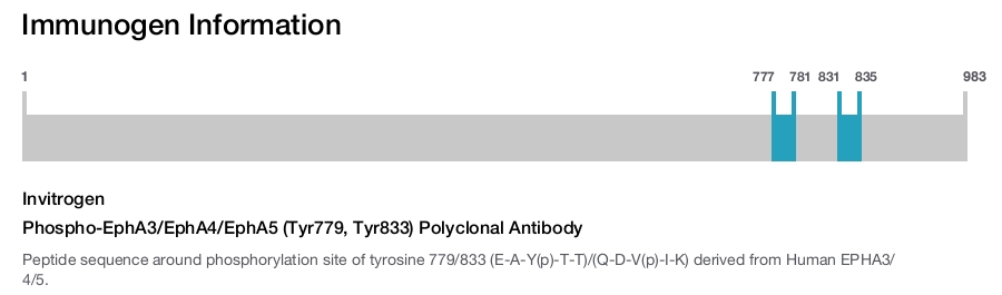 Phospho-EphA3/EphA4/EphA5 (Tyr779, Tyr833) Polyclonal Antibody