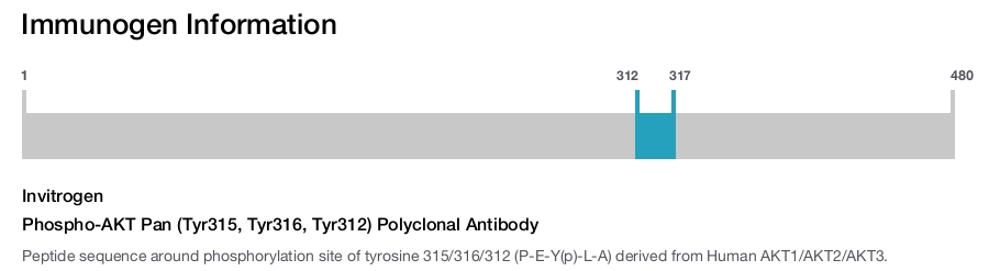 Phospho-AKT Pan (Tyr315, Tyr316, Tyr312) Polyclonal Antibody
