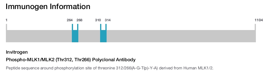 Phospho-MLK1/MLK2 (Thr312, Thr266) Polyclonal Antibody