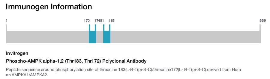 Phospho-AMPK alpha-1,2 (Thr183, Thr172) Polyclonal Antibody