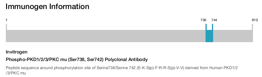Phospho-PKD1/2/3/PKC mu (Ser738, Ser742) Polyclonal Antibody