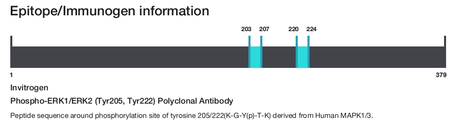Phospho-ERK1/ERK2 (Tyr205, Tyr222) Polyclonal Antibody