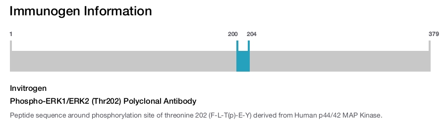 Phospho-ERK1/ERK2 (Thr202) Polyclonal Antibody