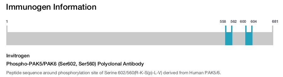 Phospho-PAK5/PAK6 (Ser602, Ser560) Polyclonal Antibody