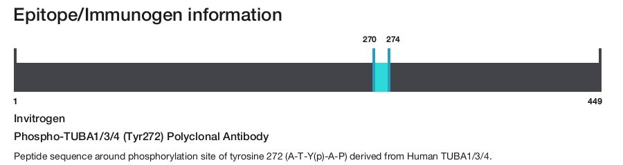 Phospho-TUBA1/3/4 (Tyr272) Polyclonal Antibody