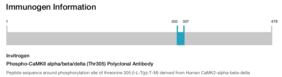 Phospho-CaMKII alpha/beta/delta (Thr305) Polyclonal Antibody