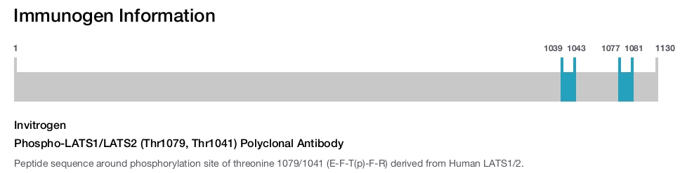 Phospho-LATS1/LATS2 (Thr1079, Thr1041) Polyclonal Antibody