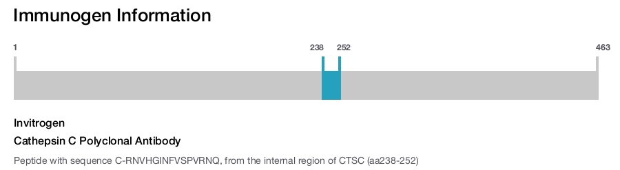 Cathepsin C Polyclonal Antibody