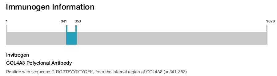 COL4A3 Polyclonal Antibody