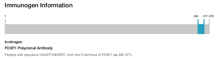 FOXF1 Polyclonal Antibody