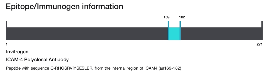 ICAM-4 Polyclonal Antibody