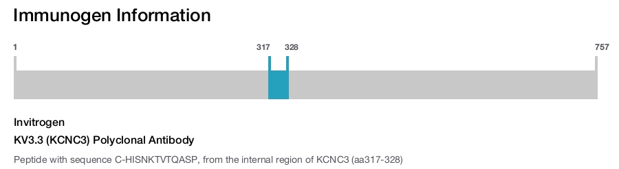 KV3.3 (KCNC3) Polyclonal Antibody