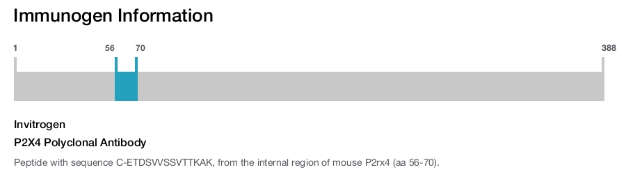 P2X4 Polyclonal Antibody