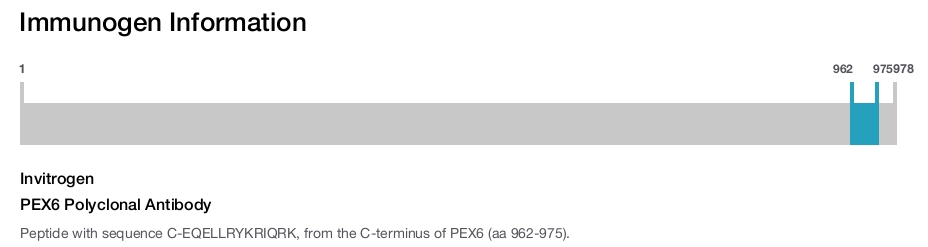 PEX6 Polyclonal Antibody