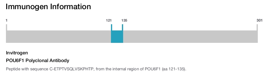 POU6F1 Polyclonal Antibody
