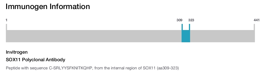 SOX11 Polyclonal Antibody