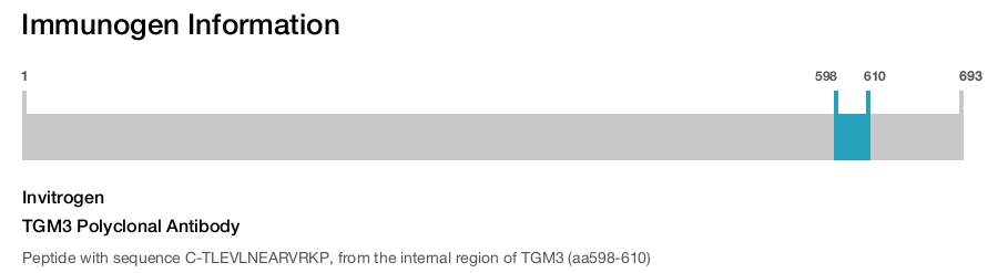 TGM3 Polyclonal Antibody