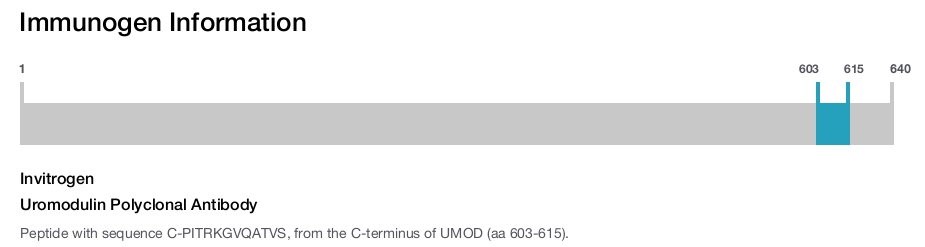 Uromodulin Polyclonal Antibody