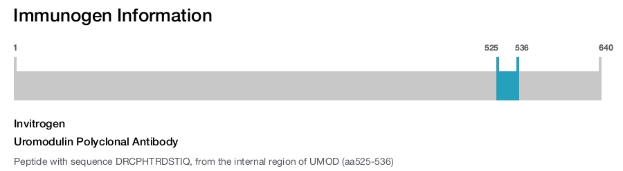 Uromodulin Polyclonal Antibody