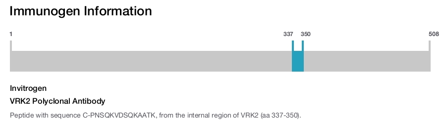 VRK2 Polyclonal Antibody