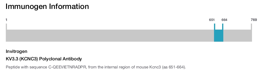 KV3.3 (KCNC3) Polyclonal Antibody