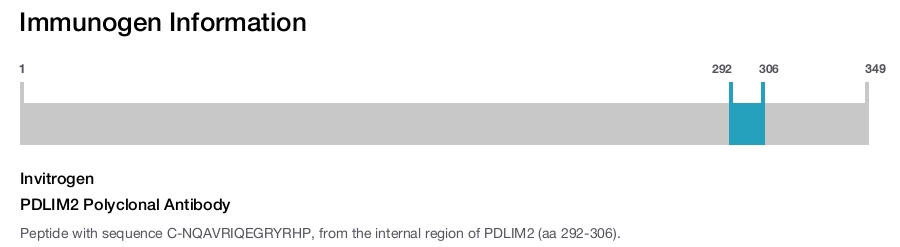 PDLIM2 Polyclonal Antibody