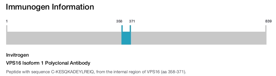 VPS16 Isoform 1 Polyclonal Antibody