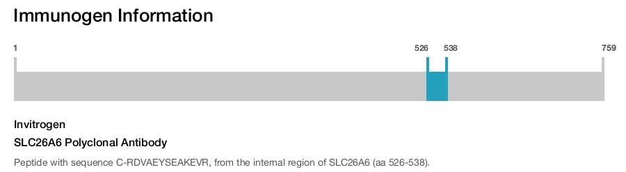 SLC26A6 Polyclonal Antibody