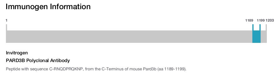 PARD3B Polyclonal Antibody