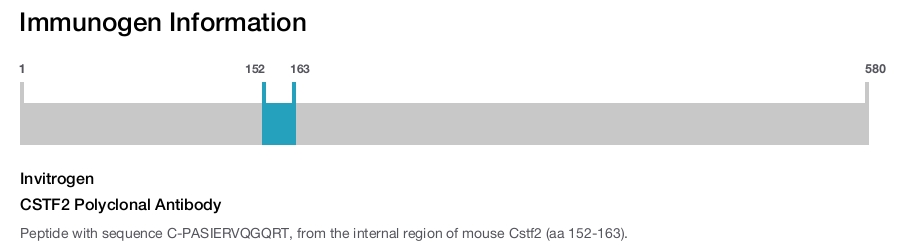 CSTF2 Polyclonal Antibody
