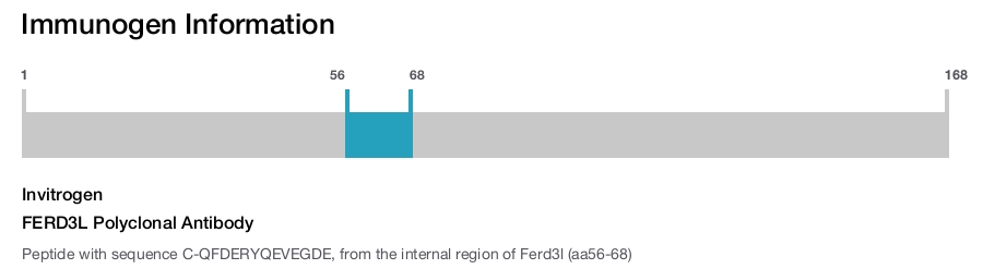 FERD3L Polyclonal Antibody