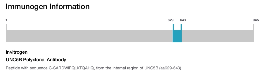 UNC5B Polyclonal Antibody