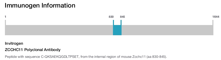 ZCCHC11 Polyclonal Antibody