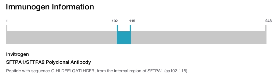 SFTPA1/SFTPA2 Polyclonal Antibody