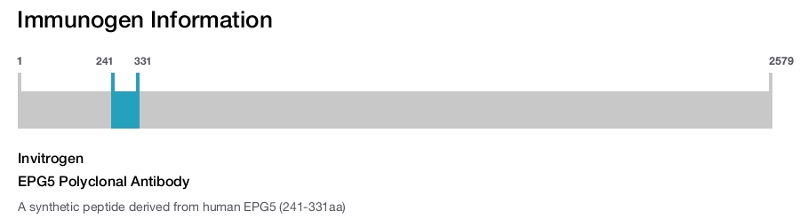 EPG5 Polyclonal Antibody