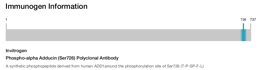 Phospho-alpha Adducin (Ser726) Polyclonal Antibody