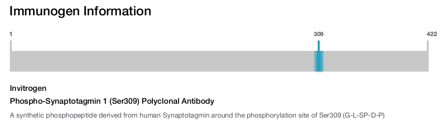 Phospho-Synaptotagmin 1 (Ser309) Polyclonal Antibody