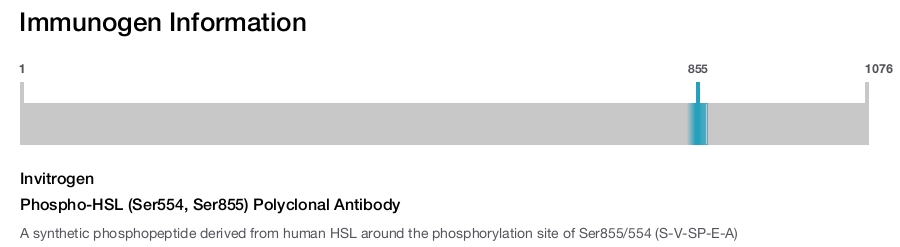 Phospho-HSL (Ser554, Ser855) Polyclonal Antibody