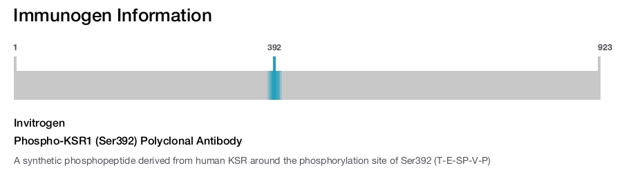 Phospho-KSR1 (Ser392) Polyclonal Antibody