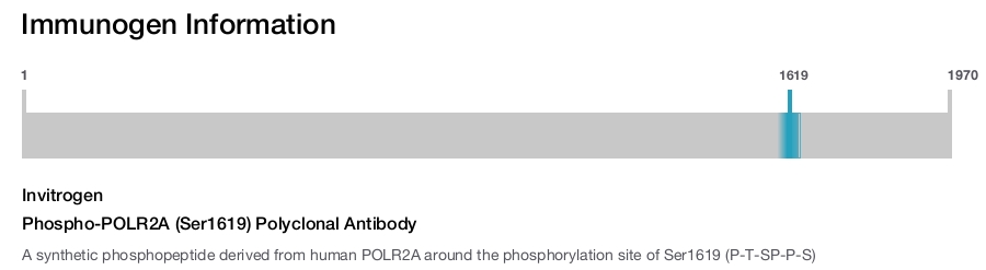Phospho-POLR2A (Ser1619) Polyclonal Antibody